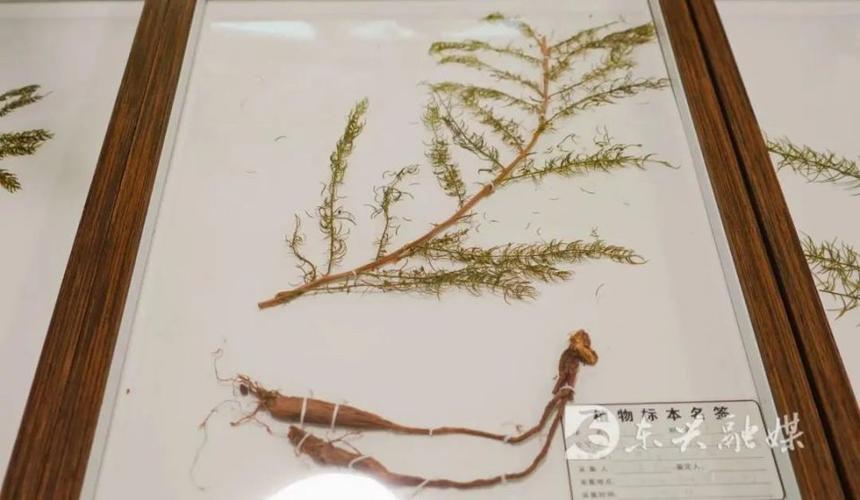 药"生态种植基地,天冬共享工厂,农副产品展示